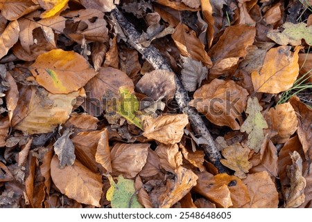 A stunning and beautiful array of fallen autumn leaves in various vibrant hues covering the lush forest floor