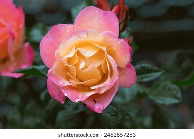 stunning beautiful pink magenta red peach rose - macro up close of multicolor flower with rain drops and water droplets and dew with rich dark green leaves in background స్టాక్ ఫోటో