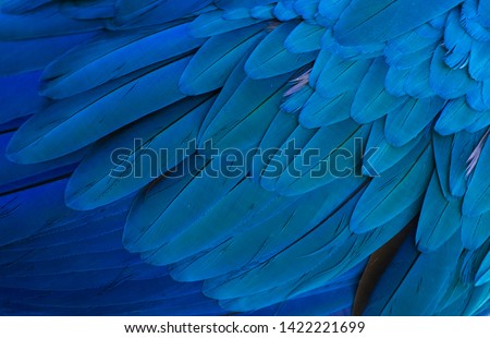 The stunning beauty of nature. Gold and blue macaw ( ara ararauna)