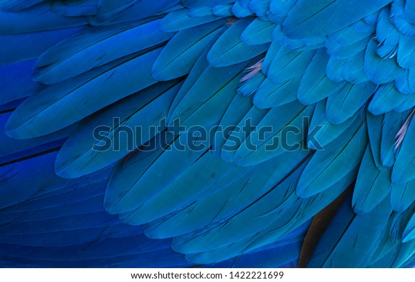 The stunning beauty of nature. Gold and blue\
macaw ( ara ararauna)