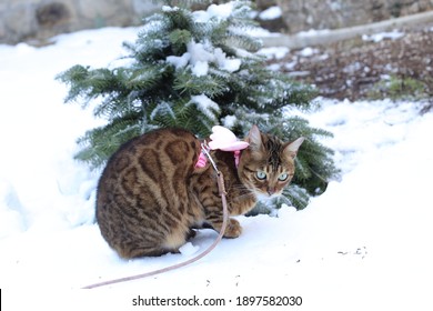 Stunning Bengal Cat On A Leash In The Snow