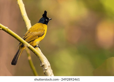 A stunning black-crested bulbul perched on a branch at Buxa Tiger Reserve, West Bengal. Perfect for wildlife and nature enthusiasts. Ideal for stock photography collections. - Powered by Shutterstock