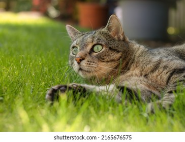 A Stunning Black-gray Cat With A Determined Expression.Selective Click With High Quality Photo.