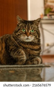 A Stunning Black-gray Cat With A Determined Expression.Selective Click With High Quality Photo.