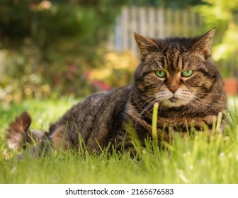 A Stunning Black-gray Cat With A Determined Expression.Selective Click With High Quality Photo.