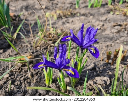 Stunning Blue Irises in a Serene Garden Setting
