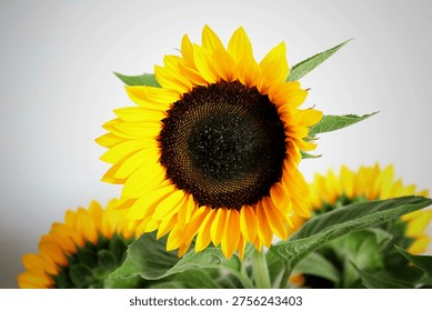 A stunning botanical composition featuring multiple bright sunflowers at different stages of bloom, with the primary flower facing the sunlight to reveal rich golden hues and a dark, textured center, perfectly capturing the essence of a flourishing summer garden and the warmth of the outdoor natural world