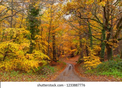 Stunning bright autum tree colours after the rain with a rural road or path leading through the forest. Woodland scene with orange and yellow and red fall leaves