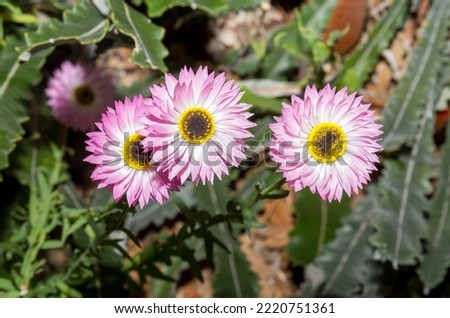 Stunning, brightly coloured paper daisies in bloom in Spring and early Summer, in Western Australia. Freshly picked and dried flowers will often last up to two years in an arrangement.