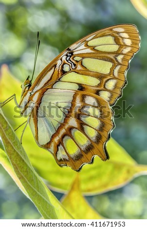 Similar – baumnymphe Schmetterling