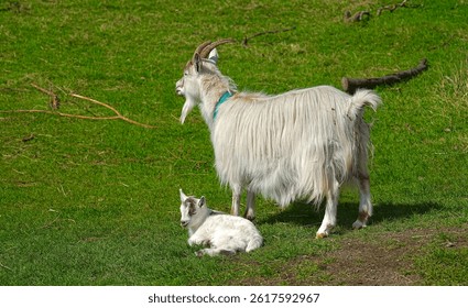 An stunning close up image on mother and baby goat 