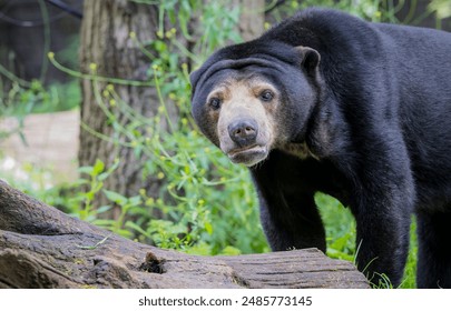 Stunning close up portrait with colorful blurred background of a Malaysian bear or Sun bear his head