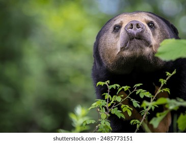 Stunning close up portrait with colorful blurred background of a Malaysian bear or Sun bear his head