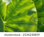 A stunning close up of a taro leaf, bathed in warm sunlight outdoors