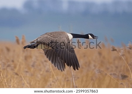 Stunning close up view of a large Canada Goose in flight on a nature reserve, flying just above the water and close to the rushes, with the bokeh background making the goose more prominent.