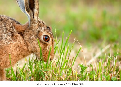 Stunning Close Up Of A Wild Brown Hare In A Field Eating A Plant In Norfolk UK