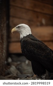 A stunning close-up of a bald eagle displaying its majestic presence in a natural setting. Perfect for themes of wildlife, nature, and freedom.