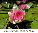 A stunning close-up of a blooming water lily, showcasing its delicate pink and white petals, bright yellow center, and the tranquil reflection on the pond’s surface, surrounded by lush green lily pads