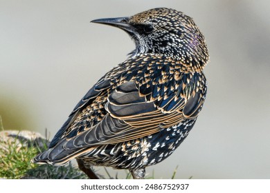 A stunning close-up of a European Starling showcasing its intricate and iridescent plumage. The detailed feathers glisten with shades of purple, green, and gold, highlighting the bird's beauty. - Powered by Shutterstock