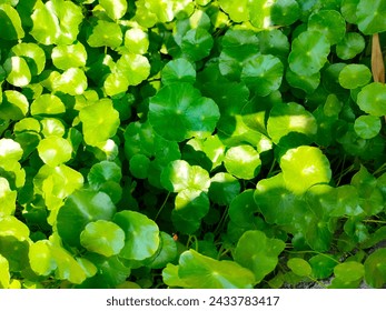 Stunning close-up of green leaves of Hydrocotyle Verticillata(Buce plant,Whorled pennywort) ultrahd hi-res jpg stock image photo picture selective focus horizontal background top or aerial ankle view 
