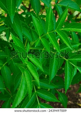 Stunning close-up of green leaves of Sambucus nigra(Elder,Elderberry,Blackelder) with details ultrahd hi-res jpg stock image photo picture selective focus vertical background top or aerial ankle view  Stock photo © 