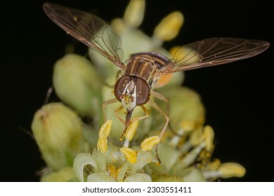 Stunning close-up of hoverfly pollinating vibrant staghorn sumac flowers in Eastern North America garden; syrphid fly, botanical beauty, plant-animal interaction, and garden ecology in summer setting. - Powered by Shutterstock