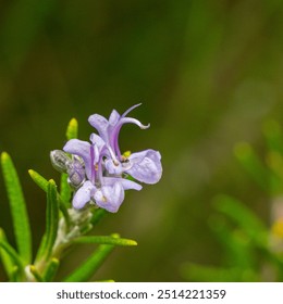 A stunning close-up of a lavender rosemary flower in bloom, showcasing intricate details and natural beauty against a blurred green background. - Powered by Shutterstock