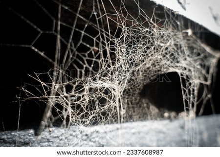 A stunning close-up photo of a spiderweb captured with artistic flair.