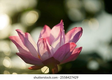 A stunning close-up of a pink lotus flower gracefully blooming on water. The soft natural light enhances its delicate petals, evoking a sense of peace and beauty. - Powered by Shutterstock