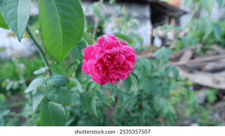 A stunning close-up of pink roses blooming in a backyard garden, showcasing vibrant petals and lush green foliage, perfect for nature lovers and garden enthusiasts - Powered by Shutterstock