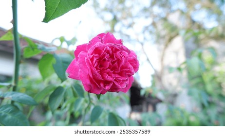 A stunning close-up of pink roses blooming in a backyard garden, showcasing vibrant petals and lush green foliage, perfect for nature lovers and garden enthusiasts - Powered by Shutterstock