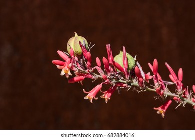 Stunning Closeup Red Yucca Aka False Yucca, Hummingbird Yucca W/seed Pod