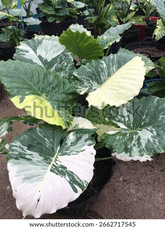 A stunning close-up of a variegated leaf featuring a beautiful mix of green, white, and yellow tones. The intricate patterns and color contrasts highlight the natural beauty and uniqueness of this rar