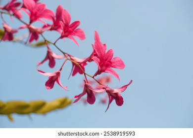 A stunning close-up of vibrant pink orchid flowers gracefully blooming on a branch, set against a clear blue sky, showcasing natural beauty and elegance - Powered by Shutterstock