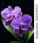 A stunning close-up of a vibrant purple Vanda orchid, featuring delicate white speckles on its petals.