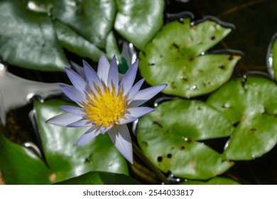 A stunning close-up of a vibrant purple water lily in full bloom, showcasing its delicate petals and bright yellow center. The flower stands out beautifully against the lush green lily pads that float - Powered by Shutterstock