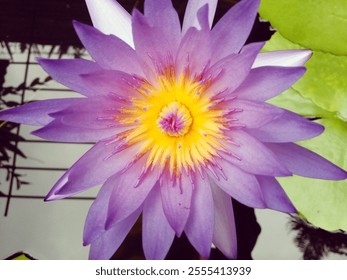 A stunning close-up of a vibrant purple water lily, showcasing its intricate yellow center. The flower is surrounded by lush green leaves, creating a captivating natural scene. - Powered by Shutterstock