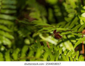 A stunning close-up of a vibrant red dragonfly perched on a fern leaf. The intricate details of the dragonfly's wings and body are beautifully captured against the lush green background - Powered by Shutterstock