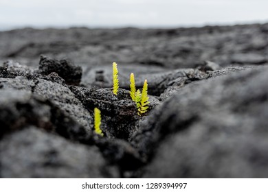 Stunning close-up view of fresh plant shoots growing out of a recent Kilauea lava eruption field near the town of Kalapana on the Big Island of Hawaii, USA. The eruption destroyed several houses.