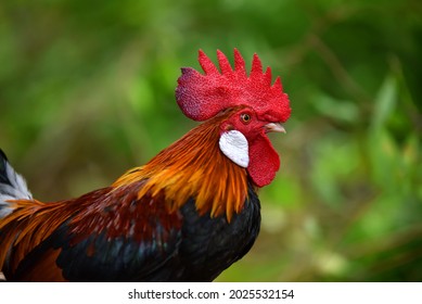 Malaysia Rooster Images, Stock Photos u0026 Vectors  Shutterstock