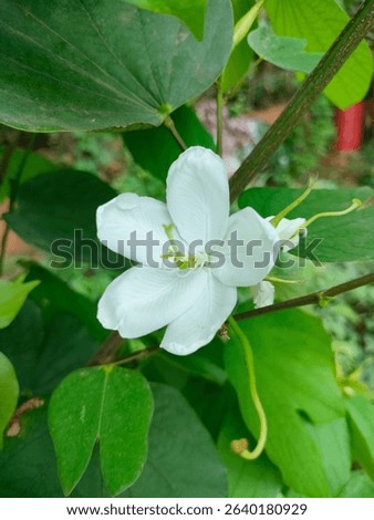 Stunning close-up white medium sized flower of Bauhinia acuminata(White orchid tree, snowy orchid tree blurred leafy background ultrahd hi-res jpeg stock image photo picture selective focus