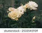 Stunning cluster of Adenium flowers blooming, their vibrant colors adding life to the lush green leaves. Adenium flowers in full bloom, their lush petals and rich greenery creating a vivid contrast