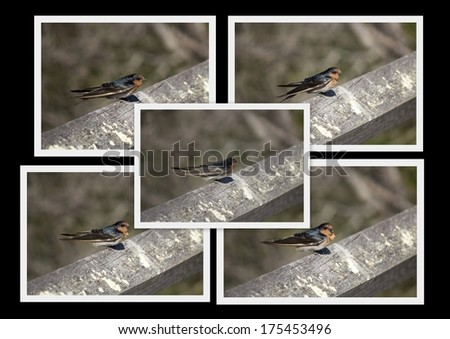 Similar – Image, Stock Photo Nuthatch (Sitta europaea)