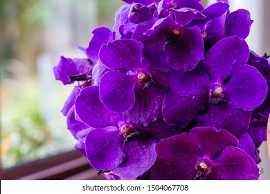 A Stunning Collection Of Purple Flowers,Purple Vases And Flowers,Flower, Purple, Flower Arrangement, Centerpiece, Vase,Violet Dried Flowers I,Flower, Home Showcase Interior, Bouquet, Summer, Plant