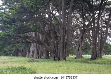 Stunning Cypress alley at Point Reyes National Seashore, California, United States. Fairytale trees in the beautiful day near San Francisco, USA