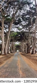 Stunning Cypress Tree Tunnel at Point Reyes National Seashore, California, United States. 