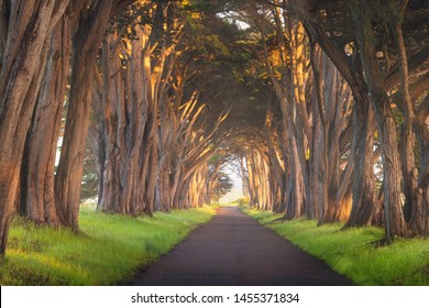Stunning Cypress Tree Tunnel at Point Reyes National Seashore, California, United States. Fairytale trees in the beautiful day near San Francisco, USA