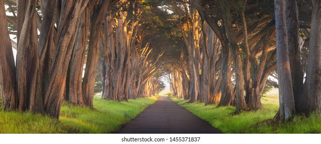 Stunning Cypress Tree Tunnel at Point Reyes National Seashore, California, United States. Fairytale trees in the beautiful day near San Francisco, USA Summer season, good morning and start day