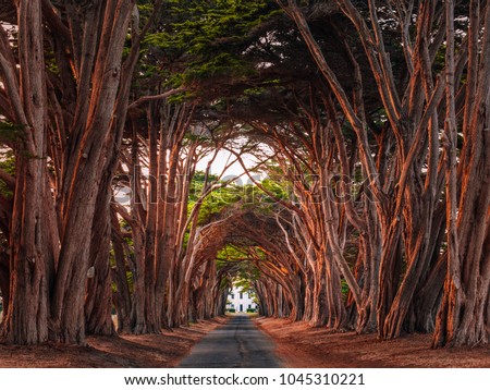 Stunning Cypress Tree Tunnel at Point Reyes National Seashore, California, United States. Fairytale trees are colored red by the light of the setting sun.