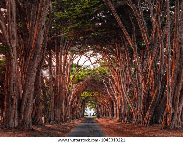 Stunning Cypress Tree Tunnel Point Reyes Stock Photo (Edit Now) 1045310221